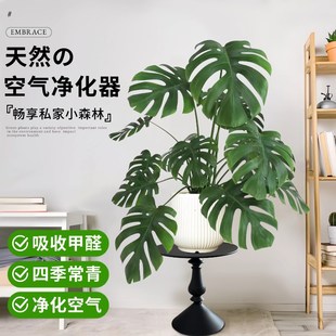 大叶龟背竹客厅大盆栽老桩绿植物办公室内落地除甲醛四季常青好养