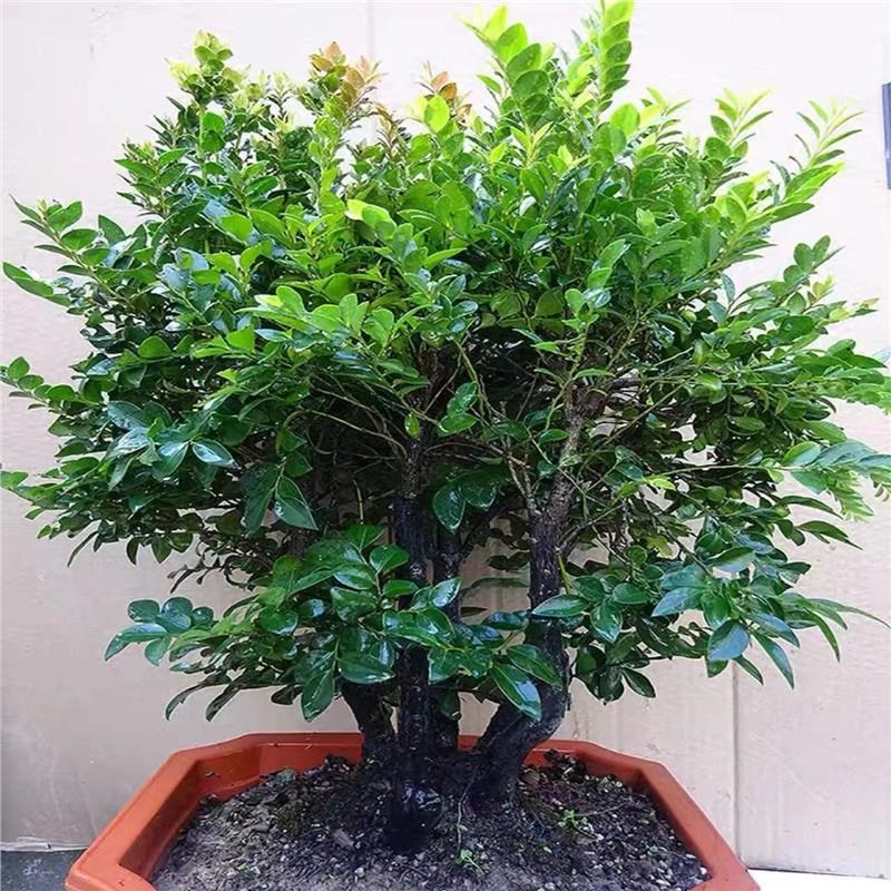 小叶紫檀盆景植物树桩室内客厅桌面老桩盆栽四季常青易养绿植包邮