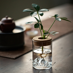 水培植物虎皮兰南洋杉万年红办公室客厅茶几花卉盆栽净化空气绿植