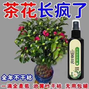 拯救】山茶花专用营养液防黄叶落叶焦尖黑斑枯萎掉花苞促开花肥料