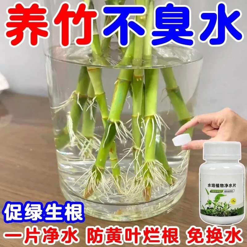 富贵竹水培净水片免换促根延花