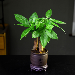 三杆发财树盆栽好养易活室内中式 禅意植物办公客厅绿植盆景招财树