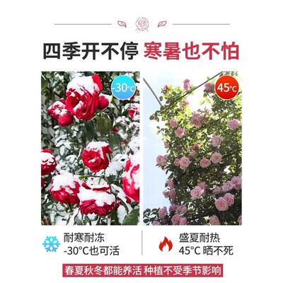 藤本月季蔷薇花苗特大花树庭院爬藤植物花卉盆栽阳台玫瑰四季开花