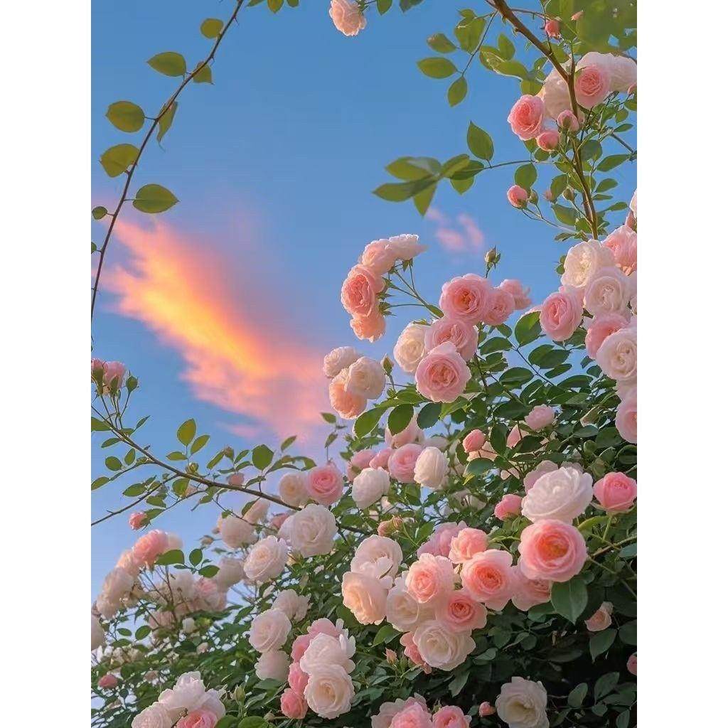 新款治愈花海落日贴画墙贴防水高清贴纸,个性定制/设计服务/DIY,写真/海报印制,淘宝优惠券,粉丝福利购,淘宝优惠卷