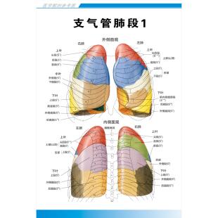 医院呼吸系统科系列解剖挂图支气管肺段镜检图谱图片海报定制