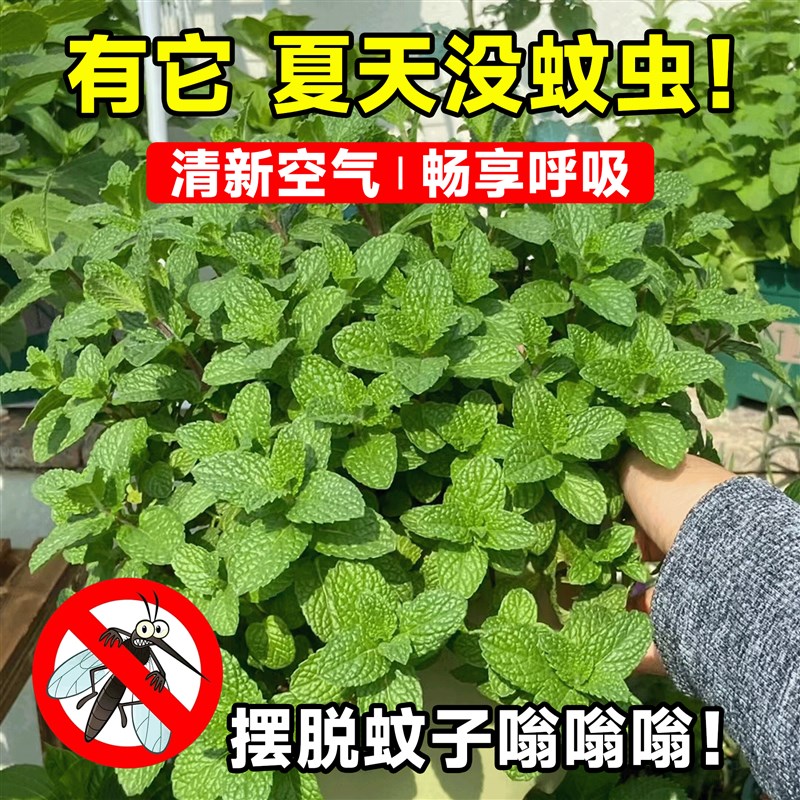 留兰香薄荷盆栽可食用种植苗驱蚊植物办公室内好养水培柠檬猫薄荷