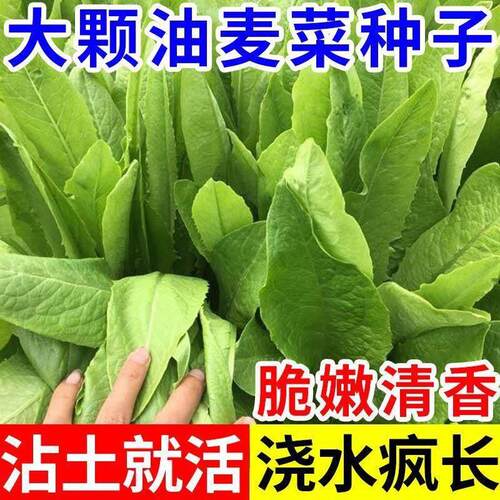 油麦菜种子大叶耐热四季农家阳台盆栽油麦苦菜大颗青菜蔬菜种籽S