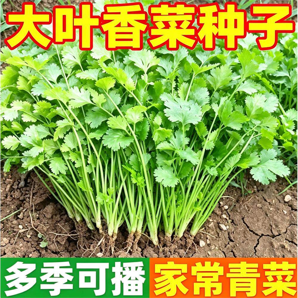 耐热四季香菜种子简单种植大叶芫种籽农家阳台盆栽蔬菜种源