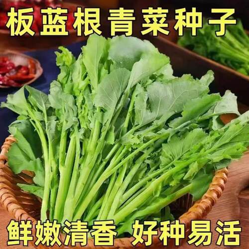 板蓝根青菜种子松油1号四