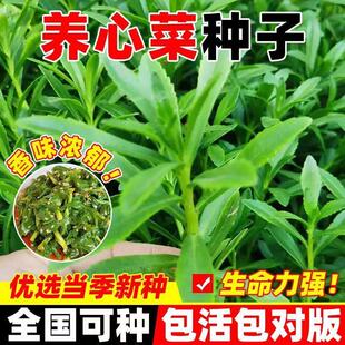 【高钙养心菜种子】耐热阳台四季盆栽小院菜园地播植农家蔬菜种子
