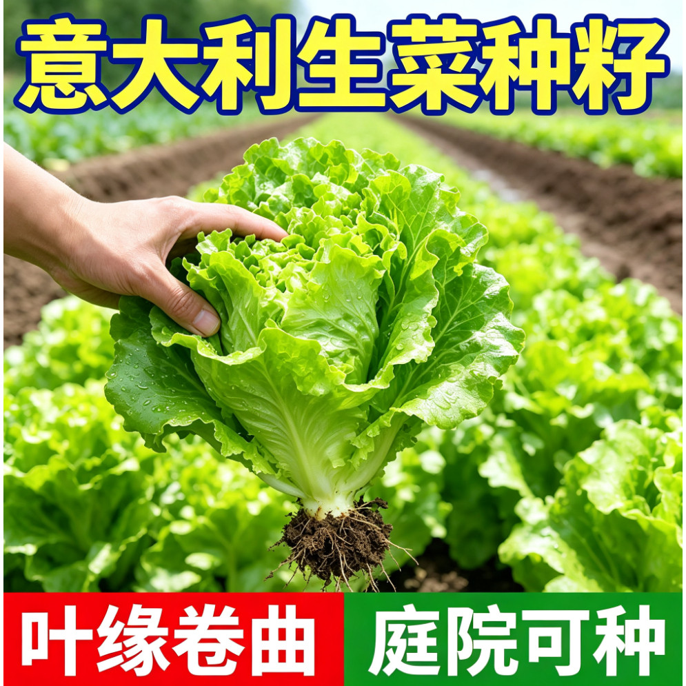 意大利生菜种籽大全菜籽种植四季水培蔬菜种子孑秋冬罗马奶油香菜