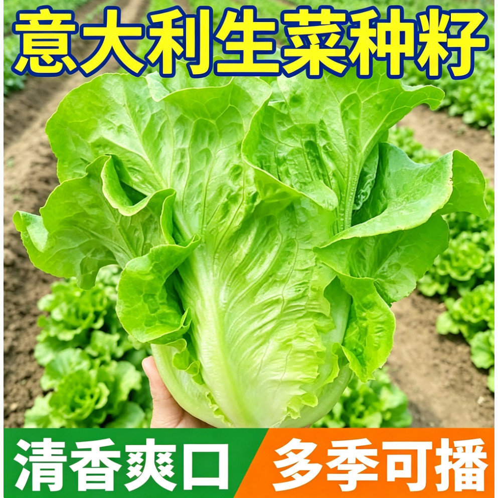 意大利生菜种子耐热四季南方适合阳台种植奶油孔雀生蔬菜种籽大全