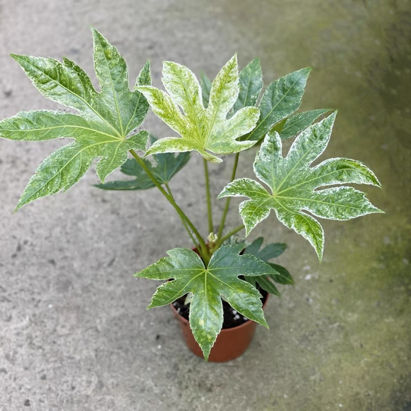 花叶熊掌木盆栽四季常青八角金盘锦办公室内绿植喜阴耐旱净化空气