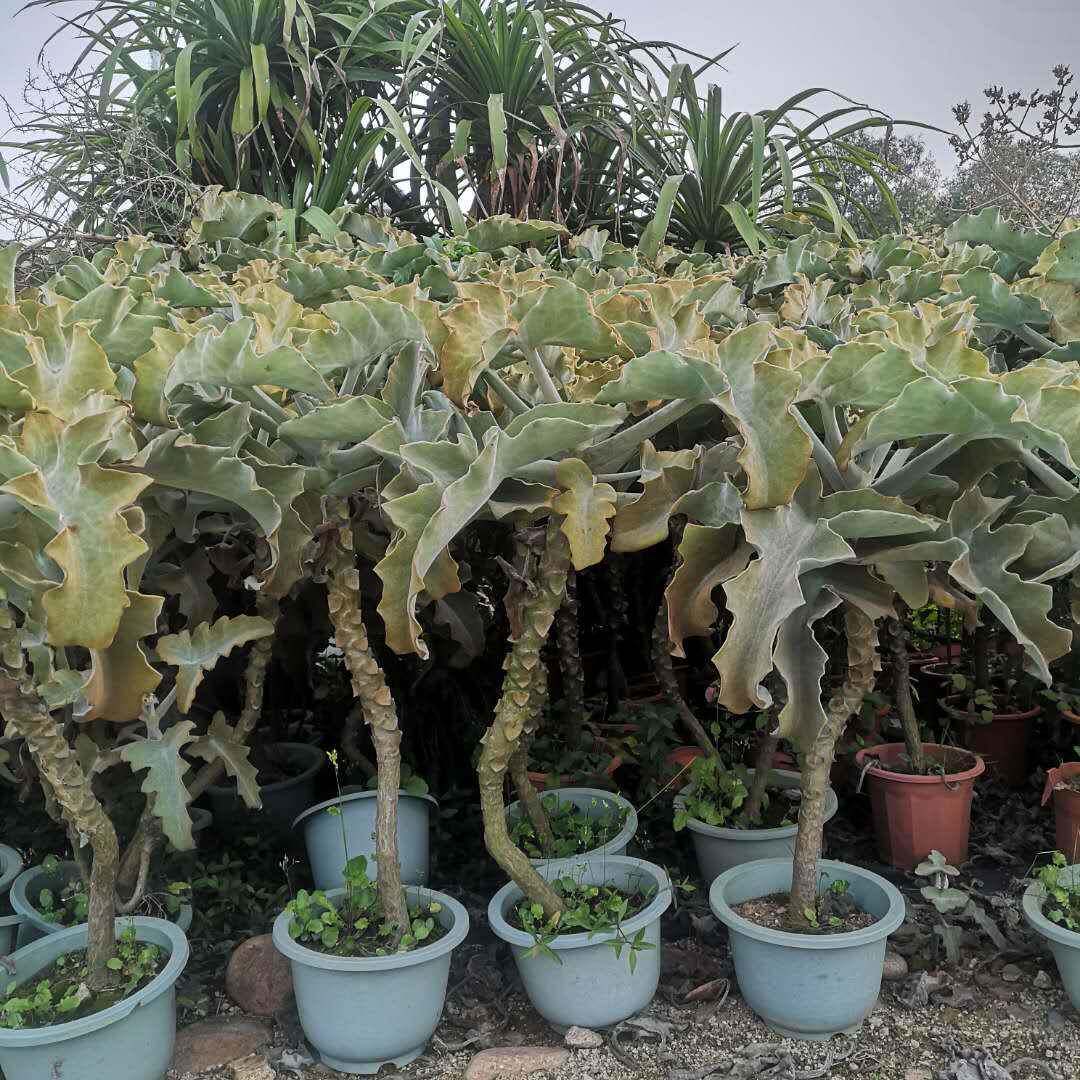 仙女之舞高度35景观展览设计绿化植物盆栽景天科伽蓝菜属植物