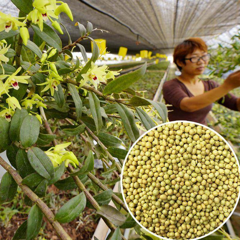 铁皮石斛紫皮铜皮石斛专用肥料进口奥绿肥控释肥国产缓释期9-10月