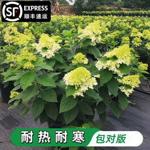 圆锥绣球花苗香草草莓绣球花石灰灯耐寒耐晒花卉夏日美人盆栽植物