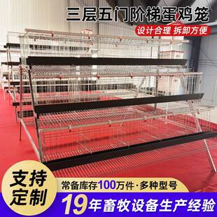 蛋鸡笼养殖场三层阶梯式蛋鸡养殖笼子镀锌丝焊接多层自动滚蛋鸡笼