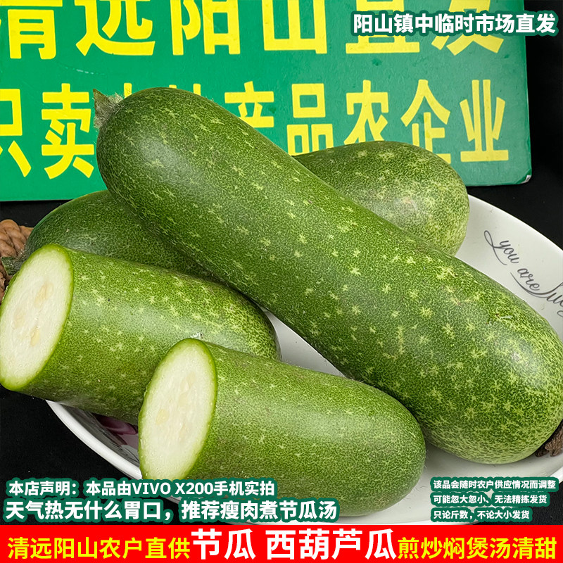 【清远阳山新鲜节瓜】小个青皮毛西葫芦瓜当季现摘毛节瓜小冬瓜