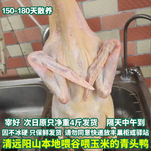 【净重4斤】清远阳山青头鸭 现宰本地喂玉米喂谷散养走地清水鸭子