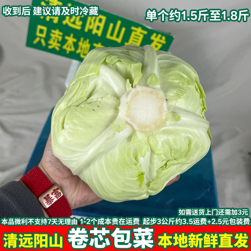 清远阳山卷芯包菜卷心绿甘蓝圆包菜卷心菜莲花白沙拉农家新鲜蔬菜
