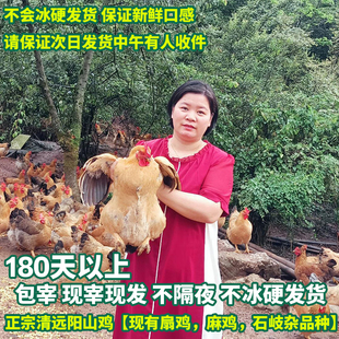 210天!阳山现宰扇鸡鸡项麻鸡清远果园走地鸡石其杂农家散养整只