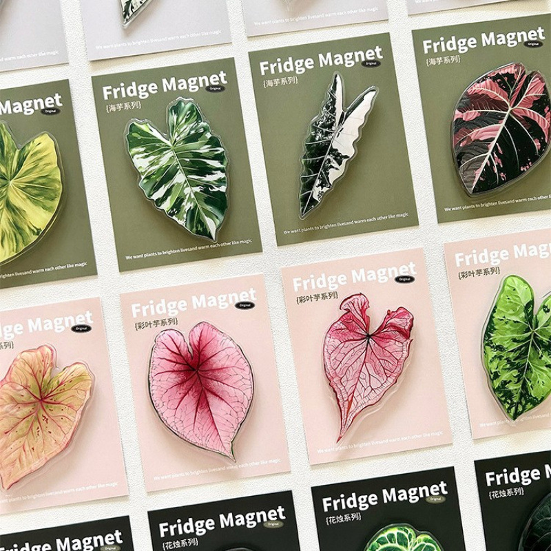 珍稀植物彩叶芋冰箱贴绿植创意