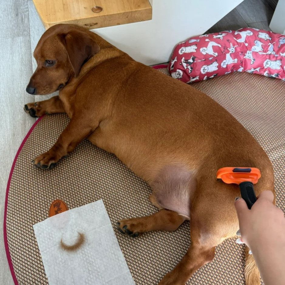 小号杰克罗素犬开结刀养宠人