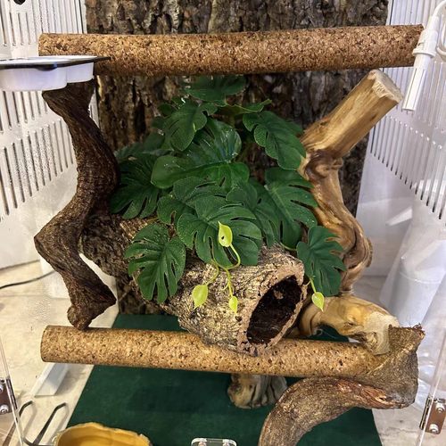 爬虫软木棒天然爬杆蜥蜴用品栖息