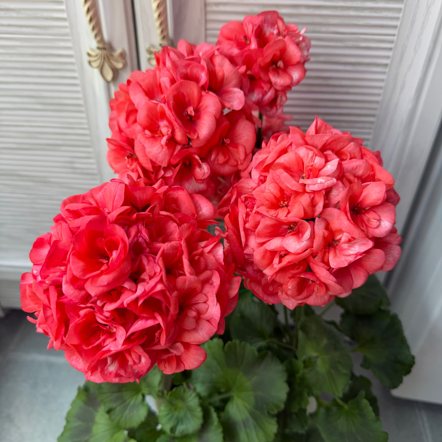 珊瑚红【橘色大花球】花苞不断（150盆）