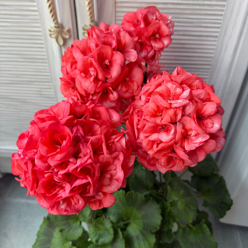 珊瑚红【橘色大花球】花苞不断