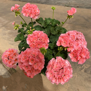 菲舍150盆〖仙气大花球〗勤花，爆花机器