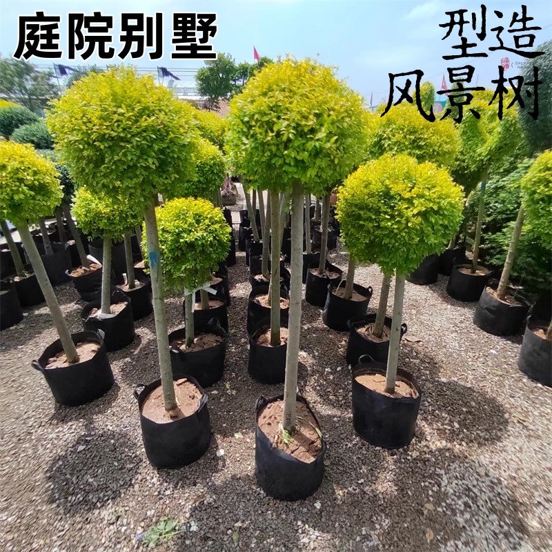 亮晶女贞棒棒糖 川滇蜡树蓝冰柏 柠檬之光棒棒糖花镜植物盆栽,鲜花速递/花卉仿真/绿植园艺,时令草本花卉,淘宝优惠券,粉丝福利购,淘宝优惠卷