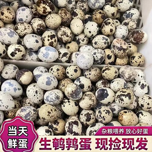 新鲜鹌鹑蛋50枚鹌鹑生蛋50枚农家杂粮喂养鸟小鸟蛋50枚宝宝辅食
