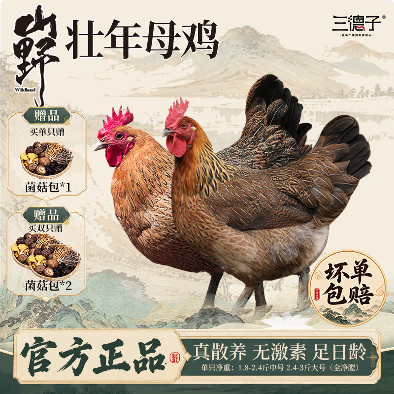 三德子散养老母鸡煲汤月子鸡图片