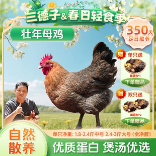 三德子【壮年母鸡】山地散养350天走地鸡新鲜美味月子鸡汤