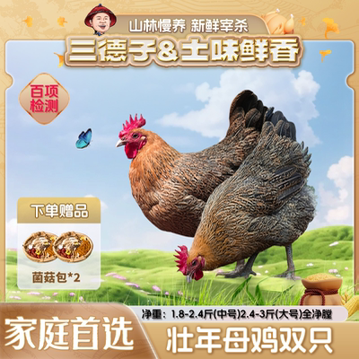 三德子【壮年母鸡】山地散养350天走地鸡新鲜美味滋补月子鸡汤