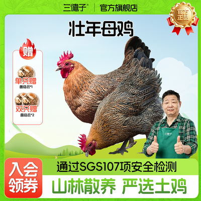 三德子【壮年老母鸡】山地散养350天左右走地鸡新鲜美味月子鸡汤