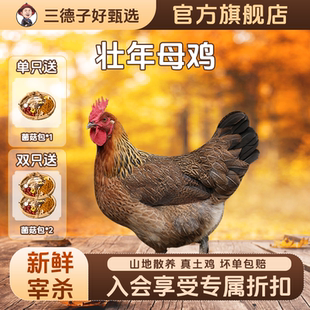 三德子【壮年母鸡】山地散养350天走地鸡新鲜美味月子鸡汤