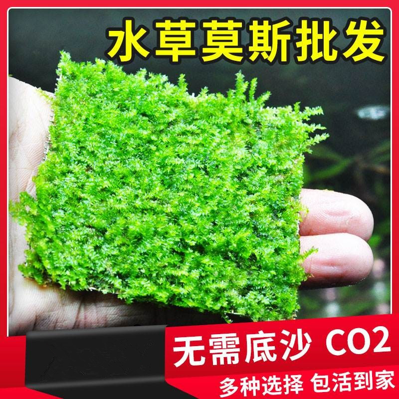 莫斯水草植物真草鱼缸水草造景珊瑚慕斯松茸鱼草前景水草养鱼草缸
