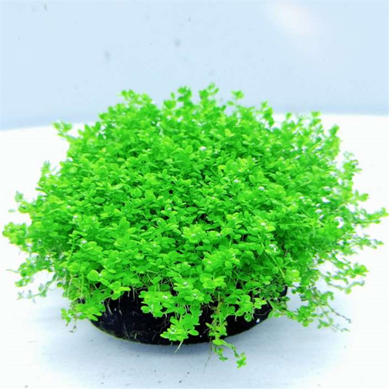 新款小水草植物鱼缸水草造景前景水草趴地爬地迷你矮珍珠陀草无需