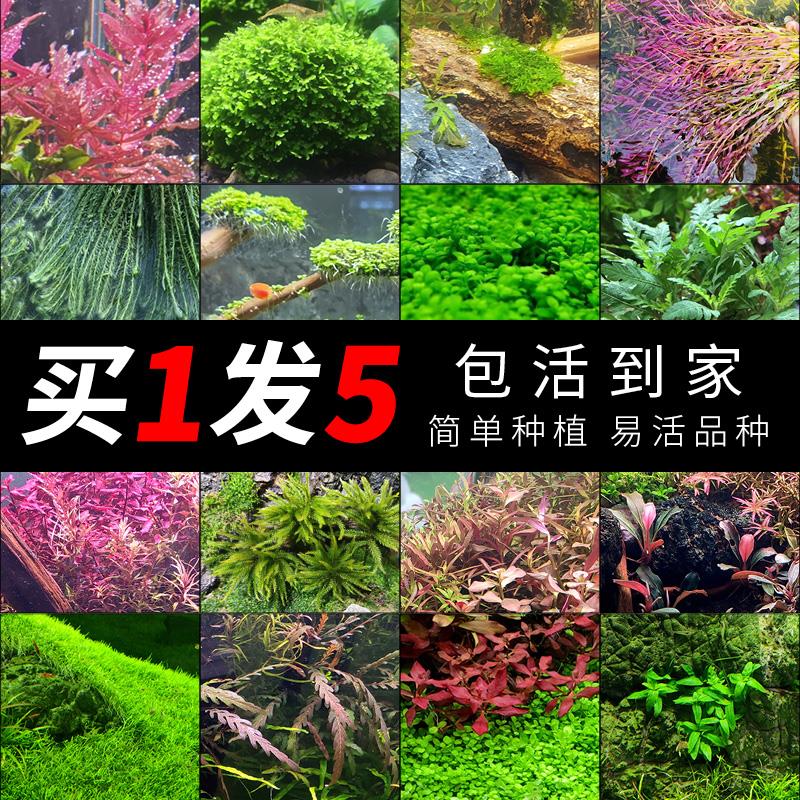 现货趴地矮珍珠水草迷你爬地矮珍珠莫斯水草水草热带鱼缸造景水草