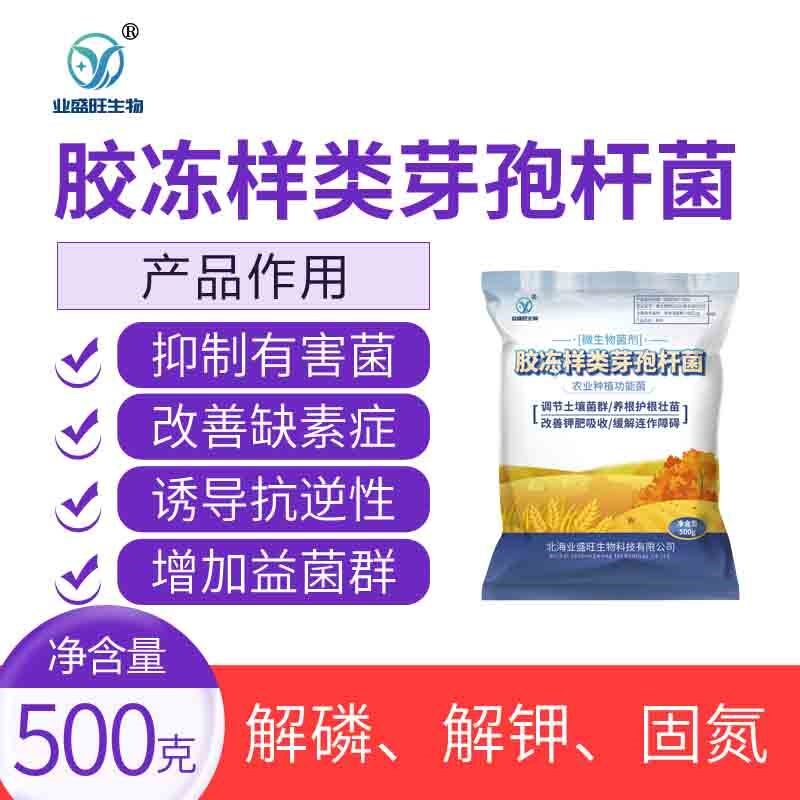 50亿/克胶质芽孢杆菌胶冻样芽孢杆菌硅酸盐活孢子原菌粉新款