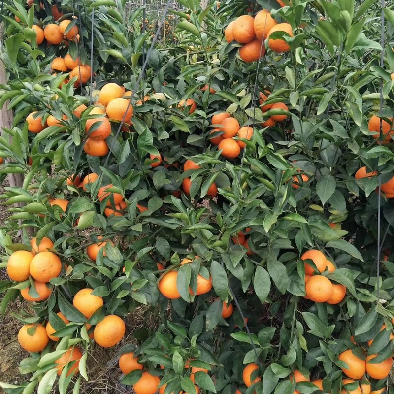 建筑搭竹架绳胶篾塑料篾排山扎篾胶带扎带封口每捆30斤133元