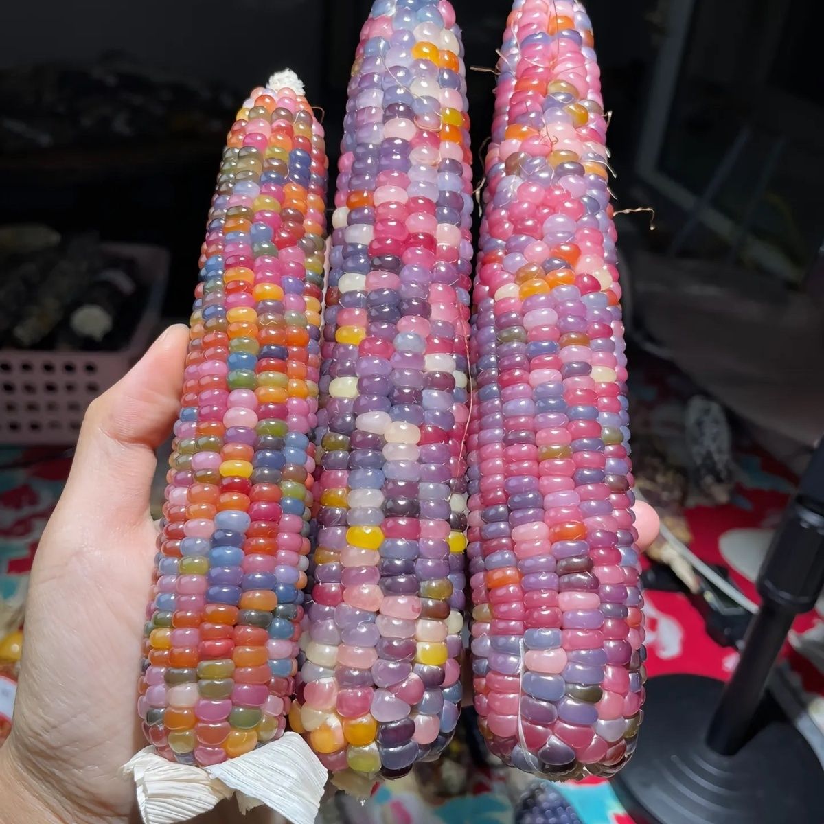 七彩寶石文玩玉米血絲天