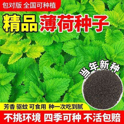 薄荷种籽可食用薄荷种籽驱蚊驱虫四季室内阳台盆栽猫薄荷种籽孑