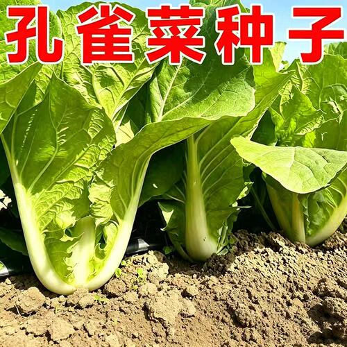 孔雀菜不生虫不打药生吃脆甜高营养直立生菜四季播生菜沙拉菜