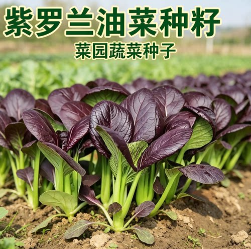 紫罗兰油菜种子紫色上海青小青菜种籽秋冬季阳台田园耐寒蔬菜种子
