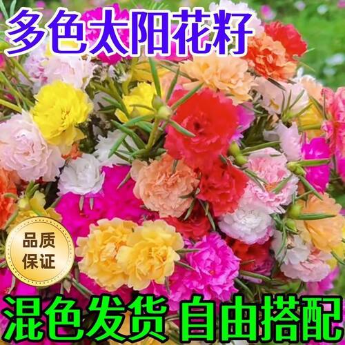 太阳花花籽种孑四季不断