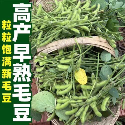 高产早熟青豆大粒毛豆种