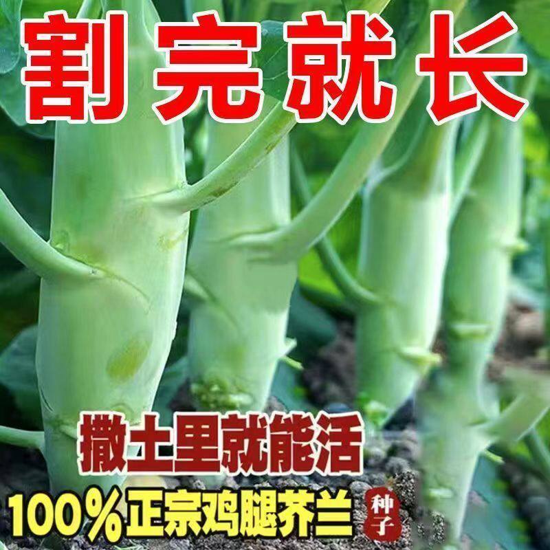 广东芥兰菜新鲜鸡腿大芥兰潮汕永新芥兰当季应季蔬菜酒店饭店专供